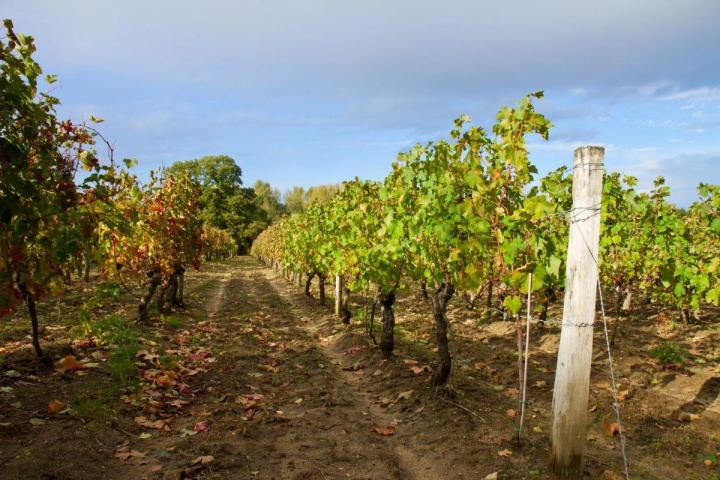 Vins de balagne
