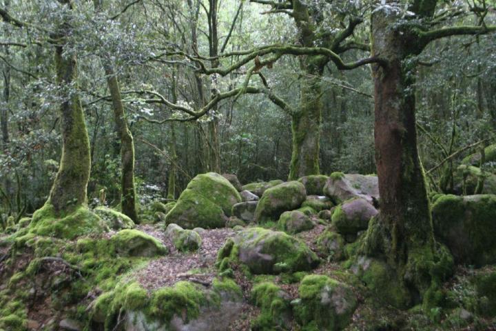 Forêt de Bonifatu
